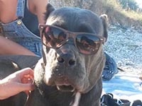 cane corso rustico